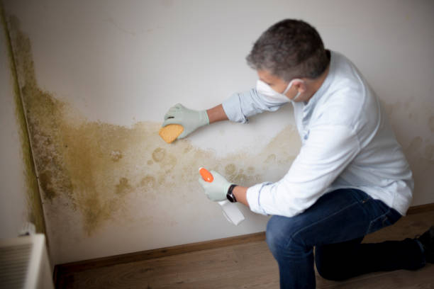 Best Asbestos and Lead Testing During Mold Inspection  in Cedartown, GA