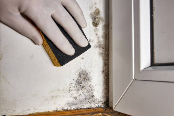 Reliable Cedartown, GA Mold Removal Solutions